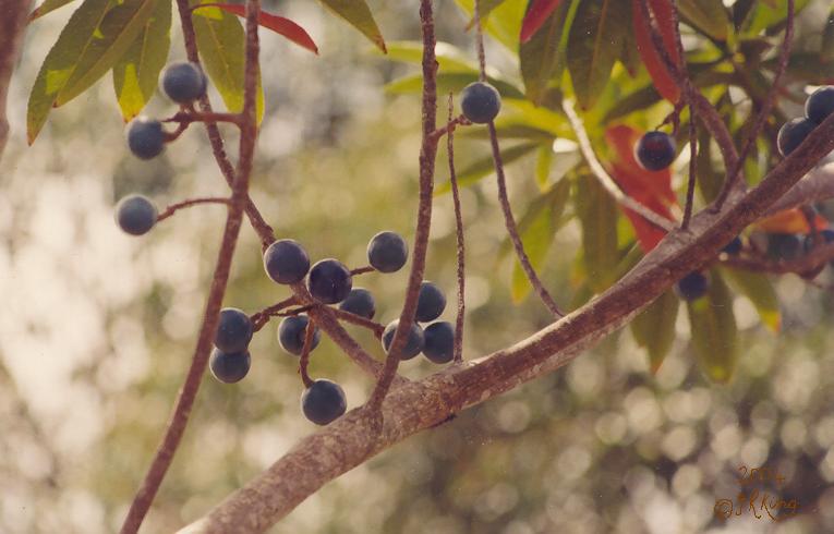 &nbsp purple &nbsp abundance &nbsp