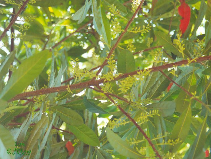 &nbsp budding &nbsp abundance &nbsp