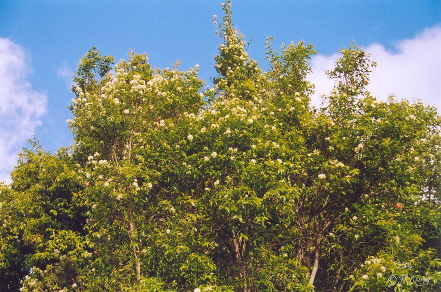 &nbsp flowers &nbsp reflected &nbsp in the &nbsp clouds &nbsp