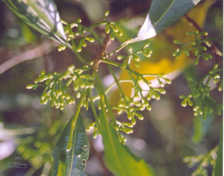   buds  